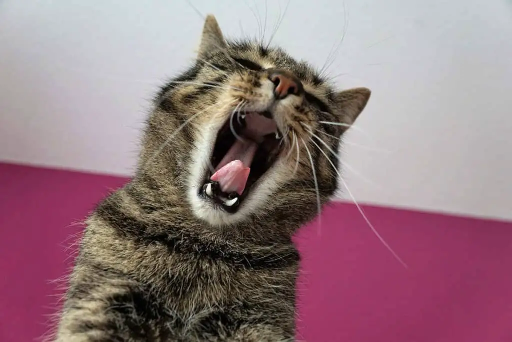 cat screaming or yawning hell yes