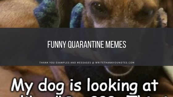 Funny Quarantine Memes
