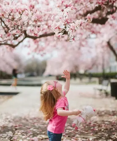 child playing in cherry blossoms.